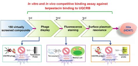 Target Based Screening Bit 479579 High Throughput Discovery