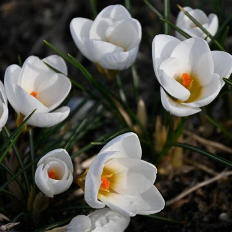 Crocus chrysanthus Ard Schenk krókusz Florapont