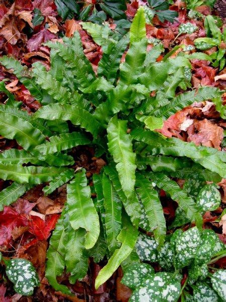 Evergreen Ferns For Shade And Stylish Blogger Award Evergreen Ferns