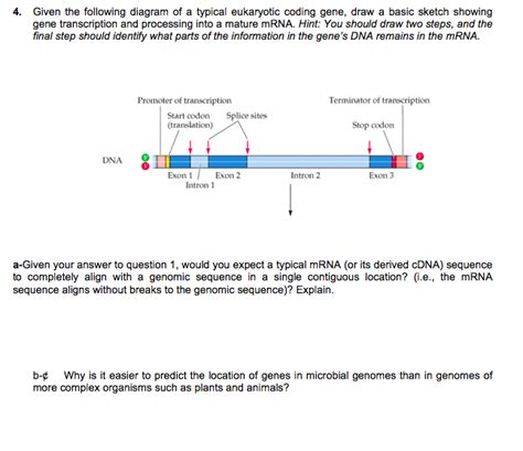 Eukaryotic Gene Structure Diagram