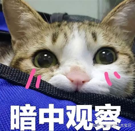 猫咪智商排行榜：最“聪明”3种猫和最“笨”3种猫！ 知乎