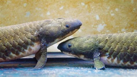 Lungfish Genome Reveals How Aquatic Vertebrates Conquered Land