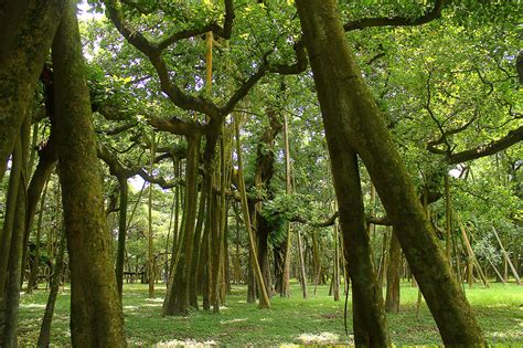 The Great Banyan Tree of India