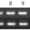 RT PCR Verification Of MiRNAs Detected By Microarray And Solexa