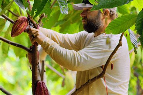 Maui Chocolate Tours: Tastings & Maui Cacao Farm Tour