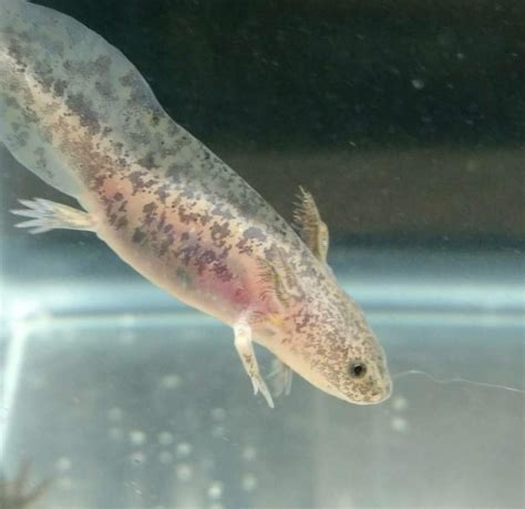 Hypomelanistic Axolotls HELP Caudata Org Newts And Salamanders Portal