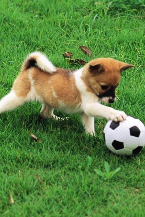 98 Dogs Playing Soccer ideas | dogs, soccer, puppies