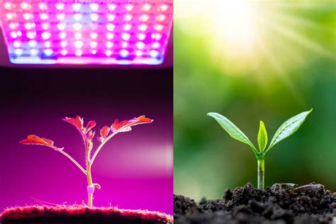 Is More Light Better for Plants? Grow Light Vs Sunlight - Flourishing ...