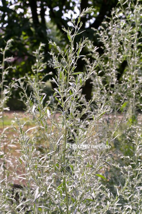 Artemisia Ludoviciana Western Mugwort 112845 Flowermedia