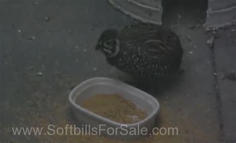 *RARE* 6 Mearns Quail eggs for sale! for Sale