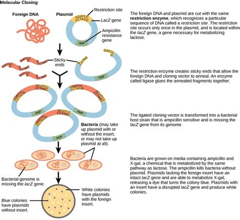 Difference Between Cloning and Subcloning | Cloning vs Subcloning