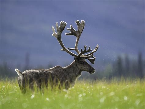 Is chronic wasting disease a threat to northern cervid populations ...