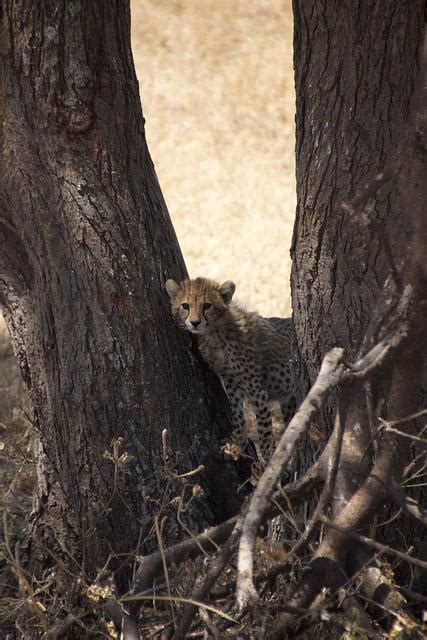 Can Cheetahs Climb Trees Nature And Wildlife