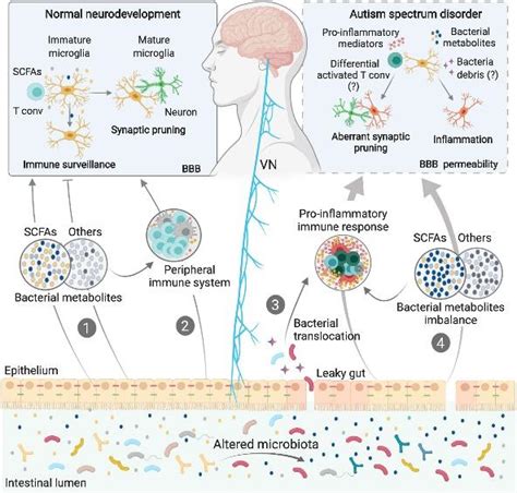 Nat Neurosci：肠道微生物群驱动小胶质细胞中衰老相关氧化应激和线粒体损伤机制微生物基因新浪新闻