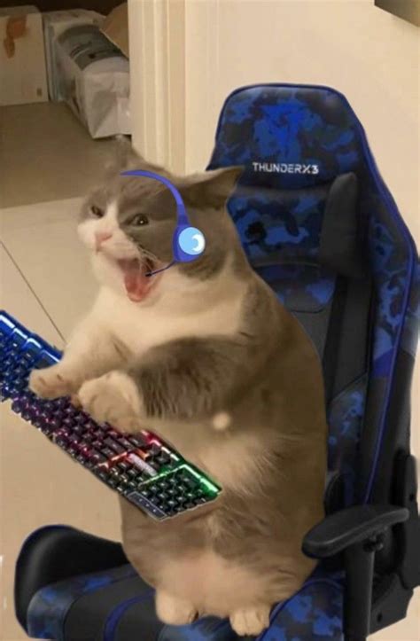 Gamer Cat Duo Hilarious Cat Gaming Moments