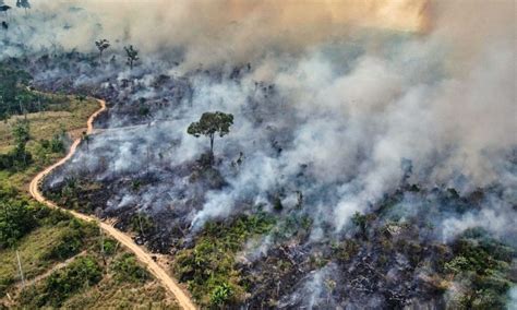 Por qué arde una parte de la Amazonía Qué Noticias