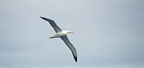 459 Royal Albatross Drake Passage South Georgia 2015 Flickr