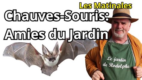 L Incroyable Pouvoir Des Chauves Souris Youtube