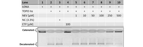 Inhibition Of Topo Ii Activity Under Cell Free Conditions Induced By