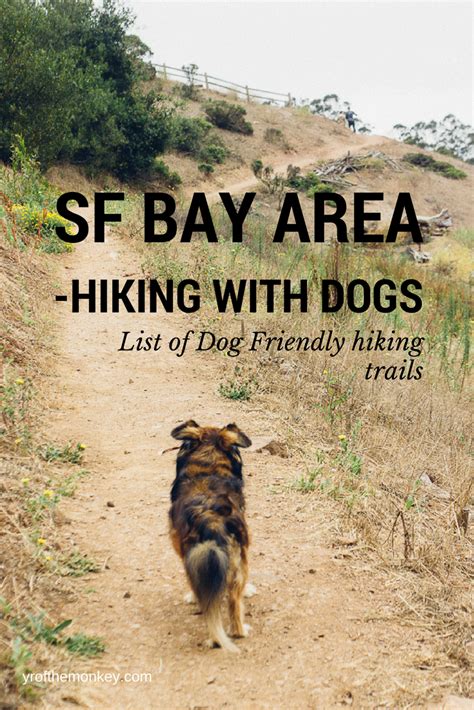 40 Best Dog Friendly Hikes In Bay Area A Local Dog Moms Guide Bay