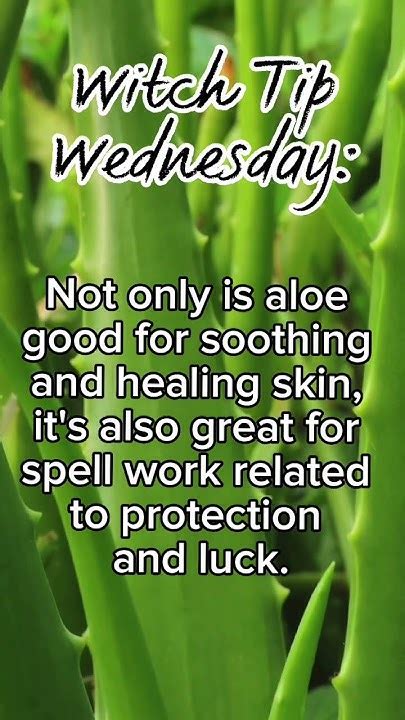 Witch Tip Wednesday 5 Aloe Shorts Witchcraft Magick Aloevera Paganism Youtube