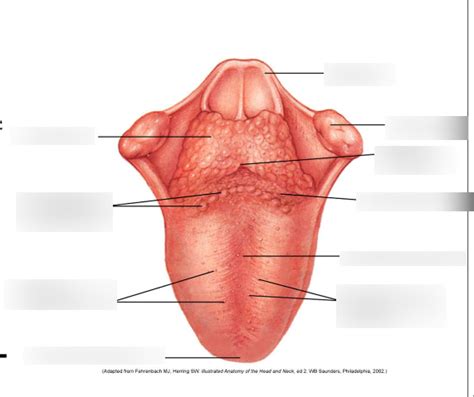 Tongue Diagram Diagram Quizlet