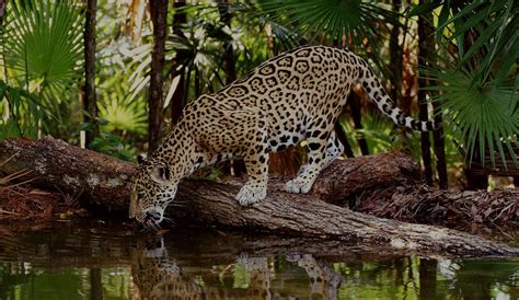 Ecuador Wildlife Tours – The adventure of a lifetime