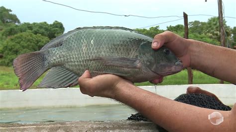 Como Fazer Um Criatorio De Peixe