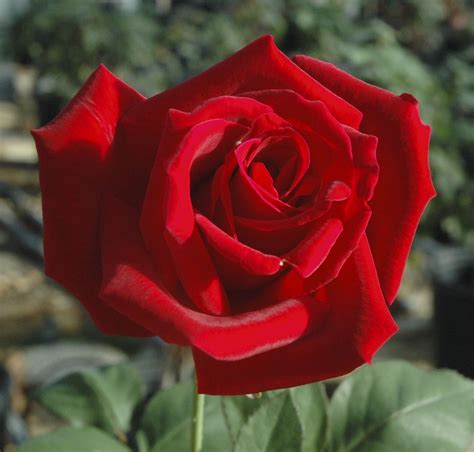 Red Hybrid Tea Mr Lincoln Best Red Hybrid Tea Of All Time Long Stems