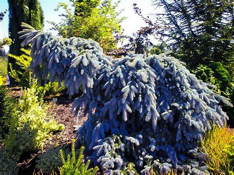 The Blues Weeping Colorado Spruce Trees For Sale | The Tree Center™