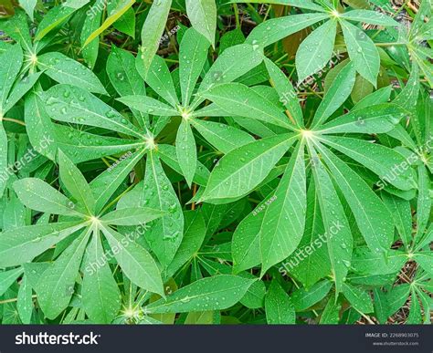 Cassava Leaves Green Cassava Leaves Cassava Stock Photo 2268903075