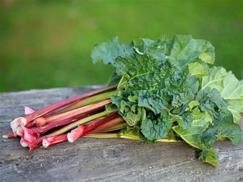 The Rhubarb Plant Unlocking Health Benefits