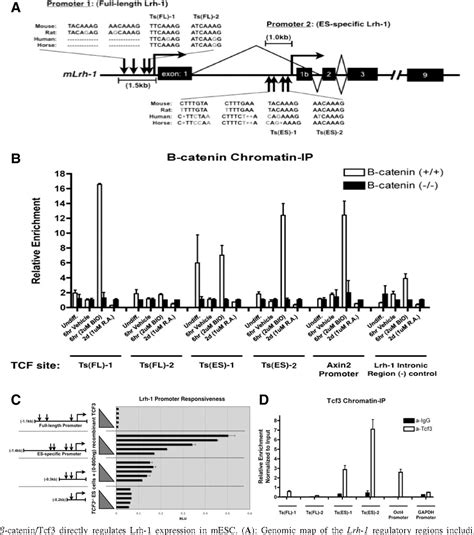 Figure 1 From Embryonic Stem Cellsinduced Pluripotent Stem Cells Canonical Wntb Catenin