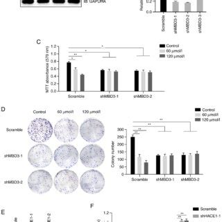 Propofol Inhibits Proliferation Of Human A Cells A Propofol