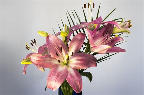 Lily Lilium Flower - Free photo on Pixabay - Pixabay