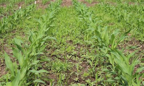 Protecting Crop Yields Starts With Early Season Weed Control Field Crops