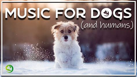 Calming Music For Dogs with Separation Anxiety- Ambient Piano Dog Music ...