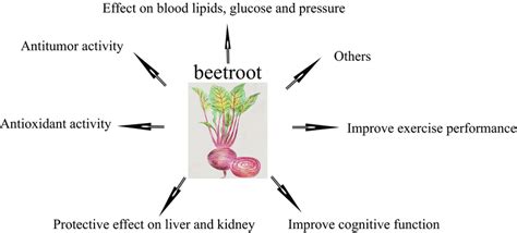 Of Biological Activity Of Beetroot Download Scientific Diagram