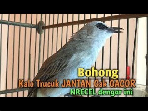 Trucukan Gacor Sangat Ampuh Trucuk Betina Memanggil Jantan Paling