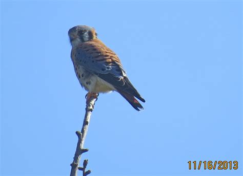 Kestral South Coast Botanic Garden 6388 Pekabo Flickr