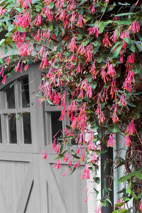 12 Fast Growing Flowering Vines For Your Garden Climbing Flowering