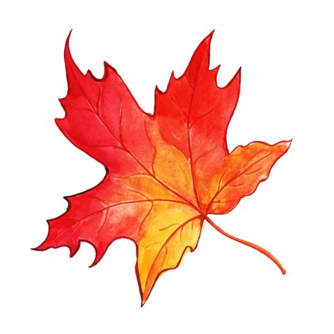 Free Vector | Beautiful Watercolor Autumn Leaf