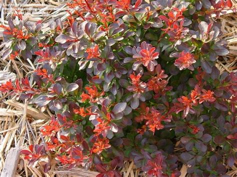 Plantfiles Pictures Berberis Crimson Pygmy Barberry Dwarf Redleaf