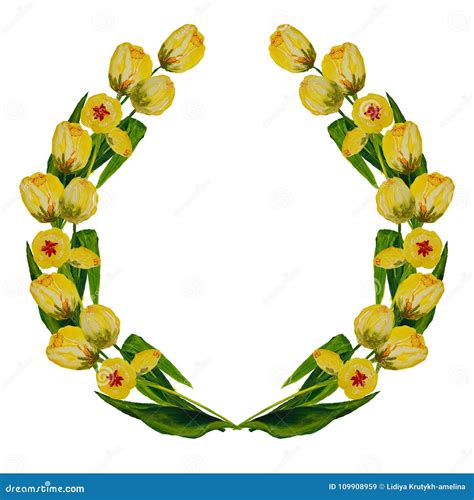 Tulips Painted Wreath Isolated On White Background With Space For Text