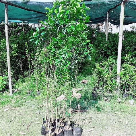 Grafted Nagpur Khasi Mandarian Grafting Orange Plant For Fruits At Rs