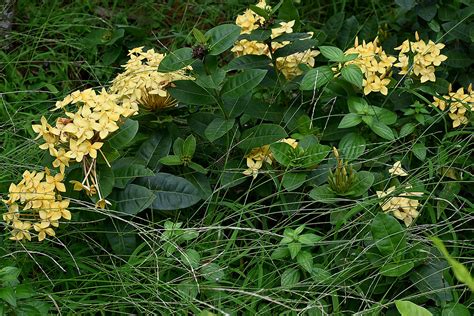 Ixora Flowering Plant At Telok Blangah Housing Estate Choo Yut