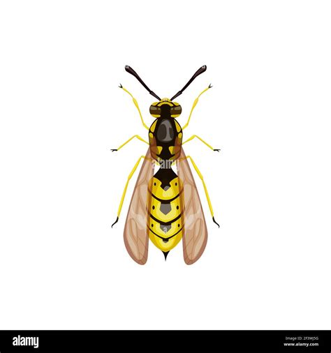 Wasp Icon Pest Control Insect Parasite Hornet Vector Isolated Pest