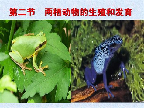 2014新人教版八年级生物下册第三节两栖动物的生殖和发育word文档在线阅读与下载无忧文档