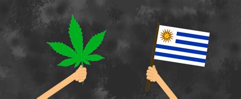 Cannabis In Uruguay A Potential Market Latinamerican Post