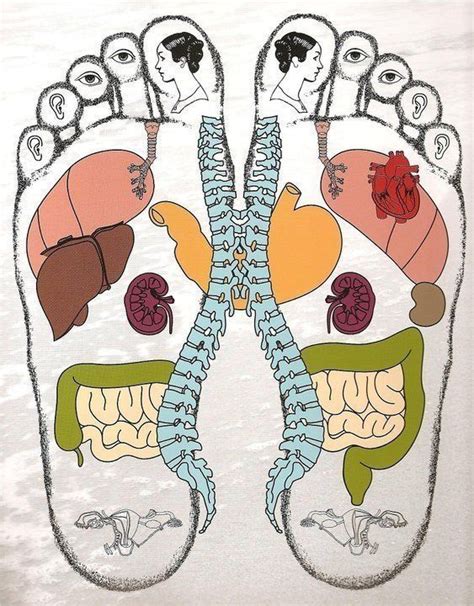 Pin Di La Poya Su Les Bienfaits Riflessologia Riflessologia